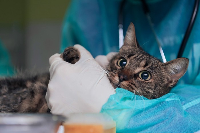 獣医師の腕の中にいる猫