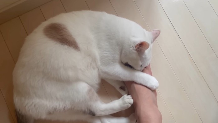 噛みつき