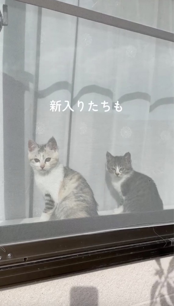 窓辺から外をみる2匹の猫