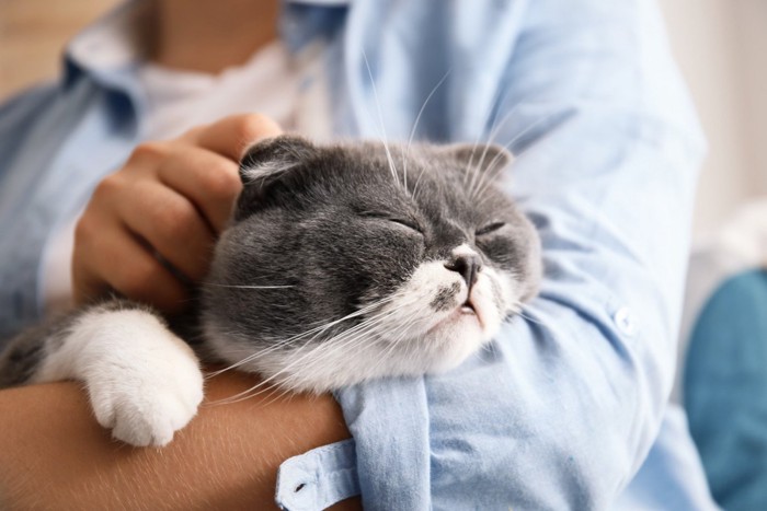 飼い主の腕に抱かれてなでられている猫