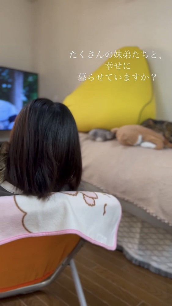 寝ている猫たち