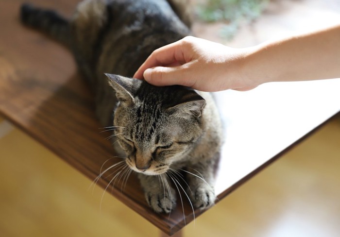 頭を撫でられてリラックスしているキジトラ猫