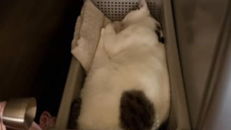 寝ている猫