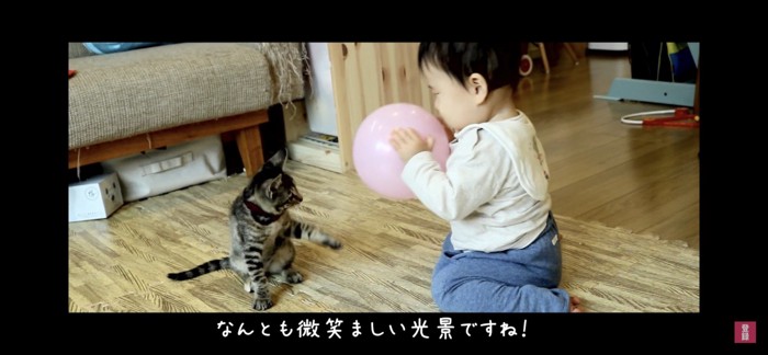 風船で遊ぶ猫と赤ちゃん