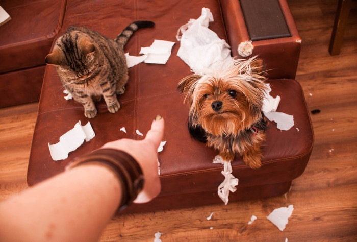 叱られる猫と犬