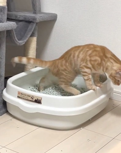 トイレを出るむぎちゃん