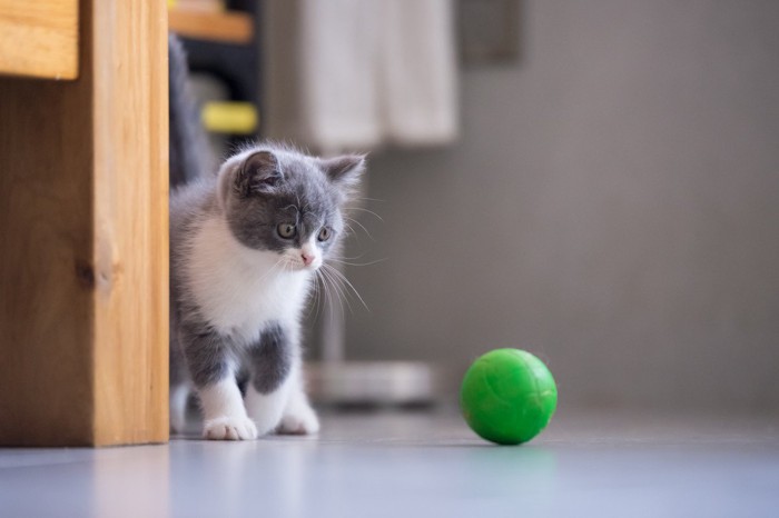 ボールと子猫