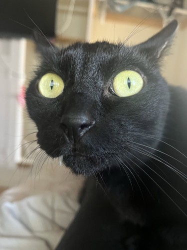 丸い目の黒猫