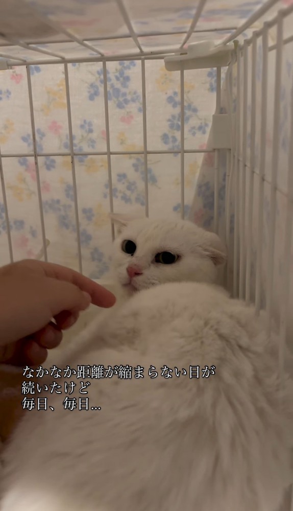 近づく手を見ている猫