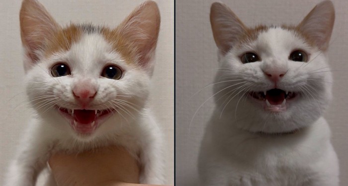 子猫の時の写真と、現在の写真