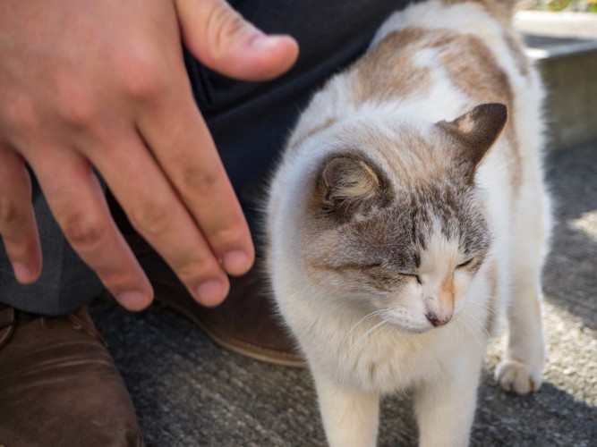 足元へスリスリする猫