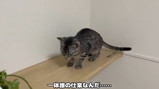 棚の上の猫