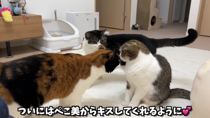 折れ耳猫に顔を近づける猫