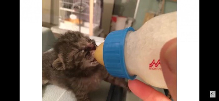 ミルクを飲む子猫