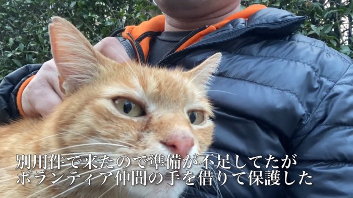 外で人の膝に乗る猫の顔