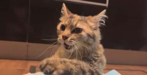 イカ耳で画面左側を見ている長毛猫