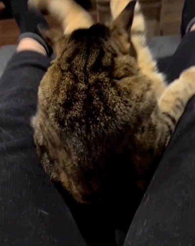 飼い主の足の間に埋もれている猫