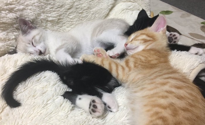 寝ている子猫
