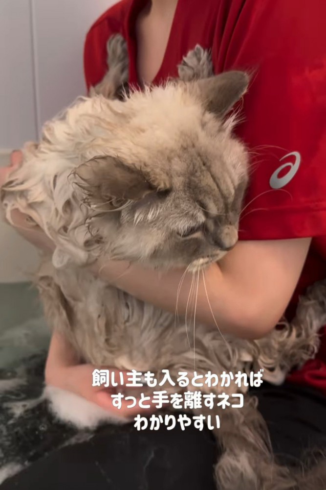 抱っこされお湯に浸かる猫