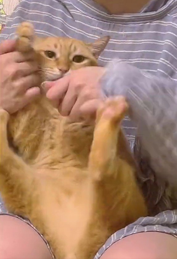 膝にのせられた猫