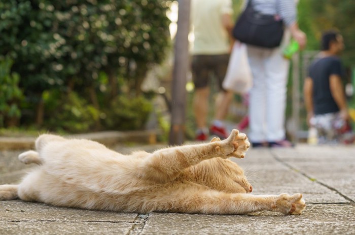 お腹を見せている猫