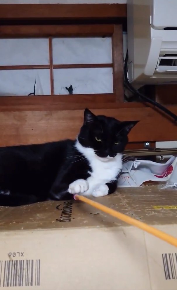 孫の手と遊ぶ猫