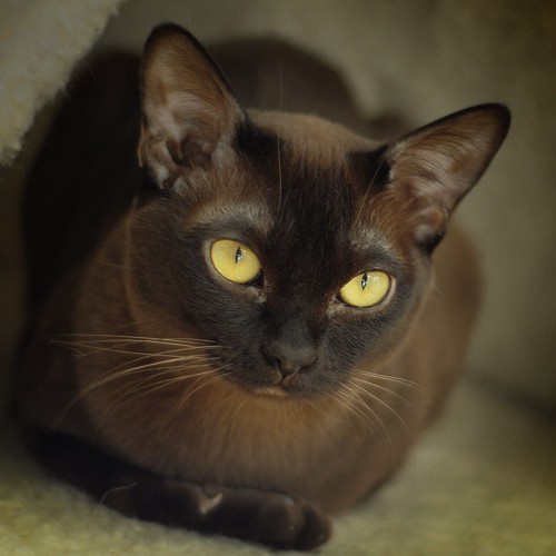 Burmese cat