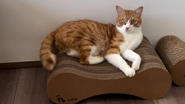 爪とぎの上にいる猫