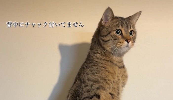 見つめる猫
