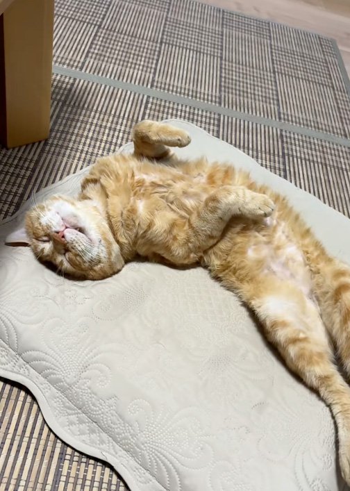 ヘソ天猫