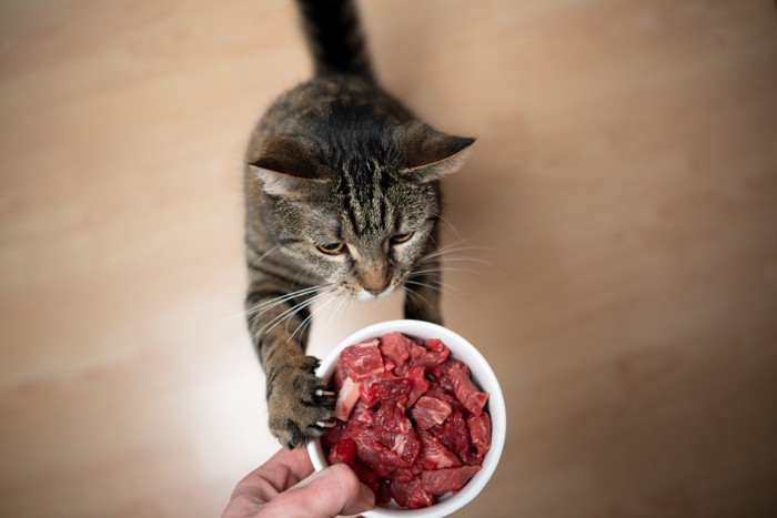 猫と生肉
