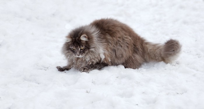 雪のノルウェージャンフォレストキャット