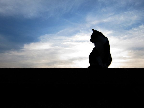 死後の猫と空