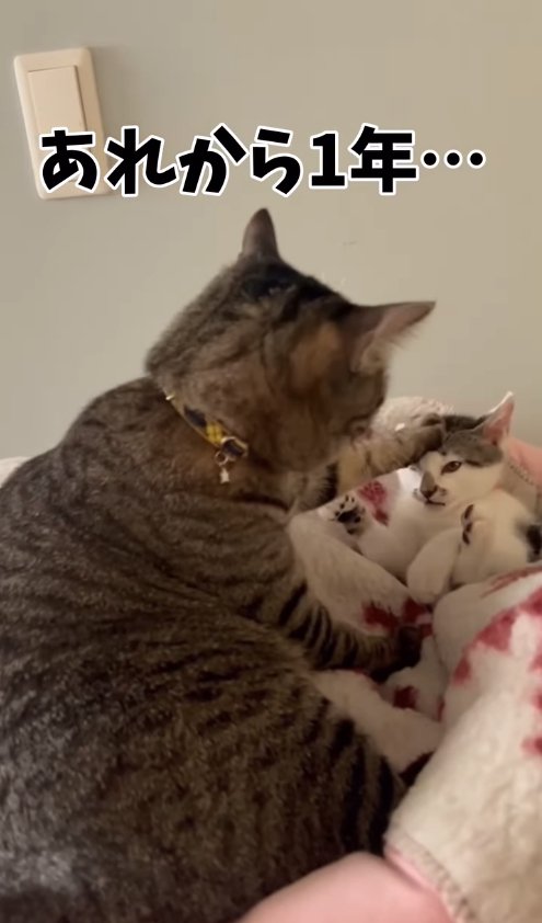 キジ白子猫の頭を押さえつけるキジトラ