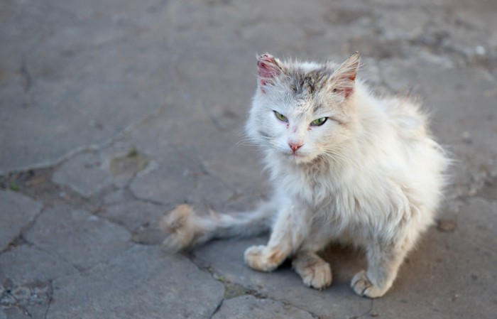 怪我をしている猫