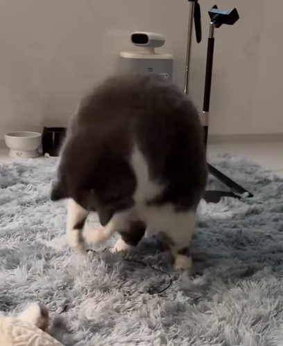 紐状のオモチャを捕まえる猫