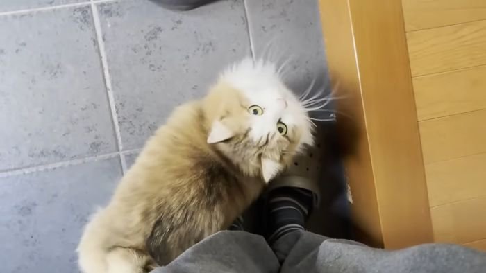出迎える猫