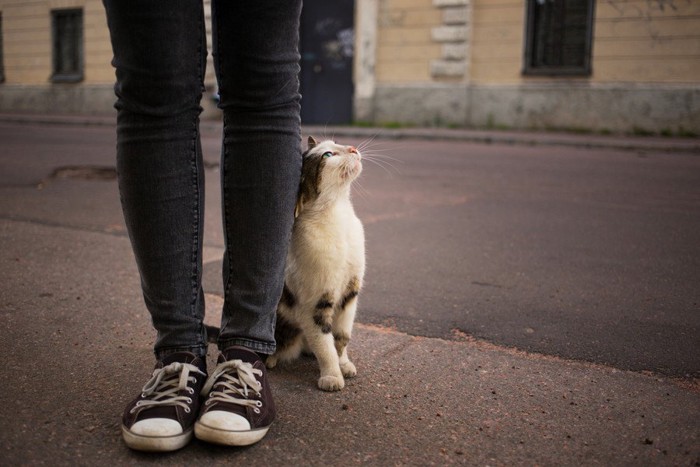 スリスリする猫