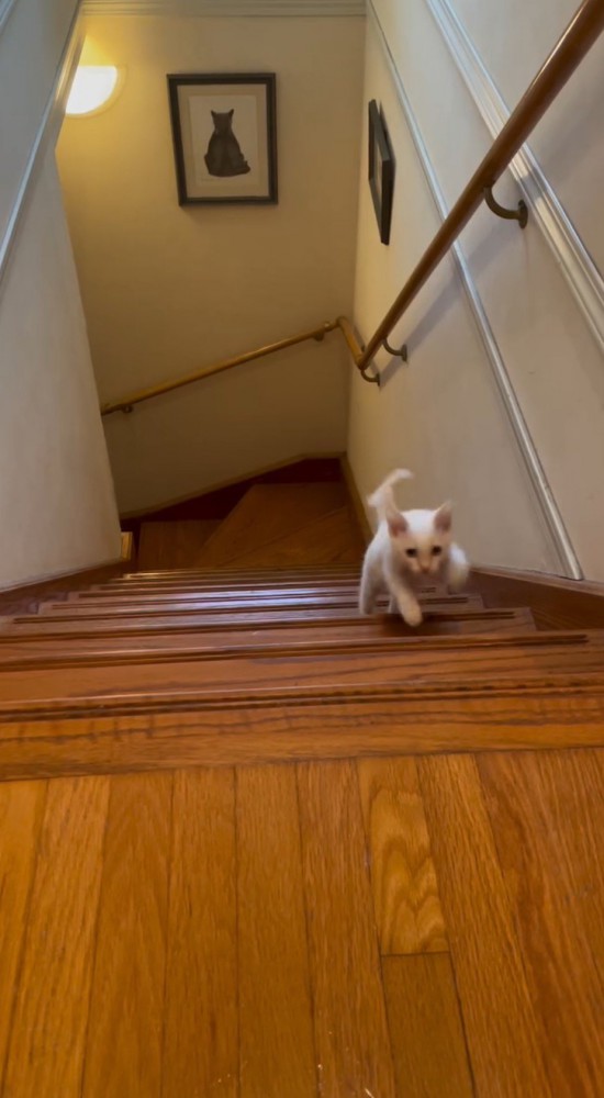 階段を駆け上がる子猫