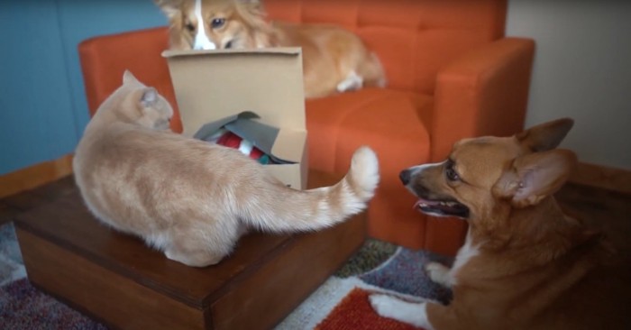 荷物に集める猫と犬
