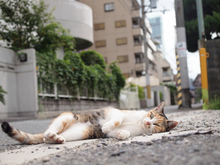 道端で寝転がる猫