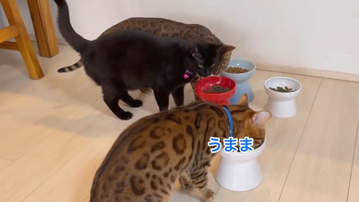 ごはんを食べる猫たち