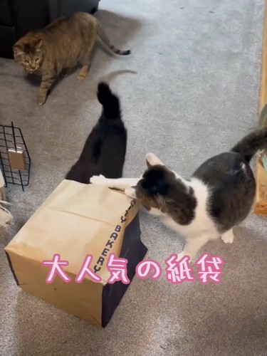 紙袋に集まる猫たち