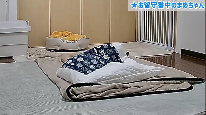 お布団の中で寝るくろまめちゃん