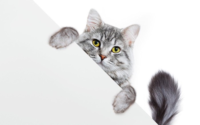 観察する猫