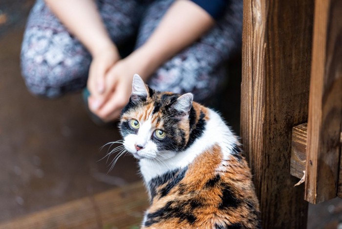 飼い主さんと猫の集会中