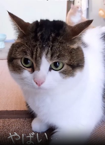 横を見る猫