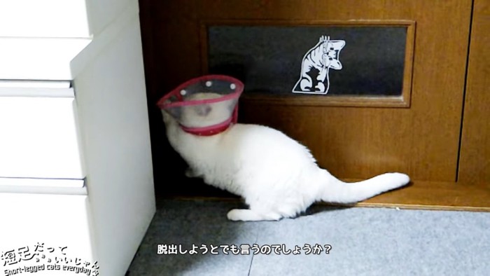 ドアを前足でかく猫