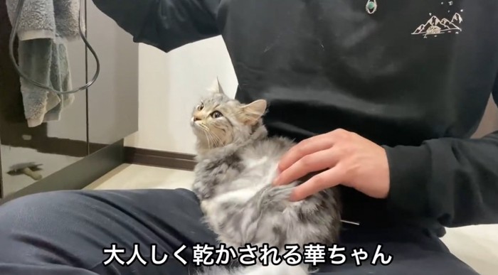 膝の上でドライヤーされる猫