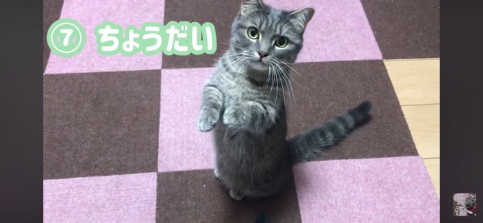 おねだりする猫